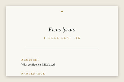 The Museum Placard — Fiddle-Leaf Fig