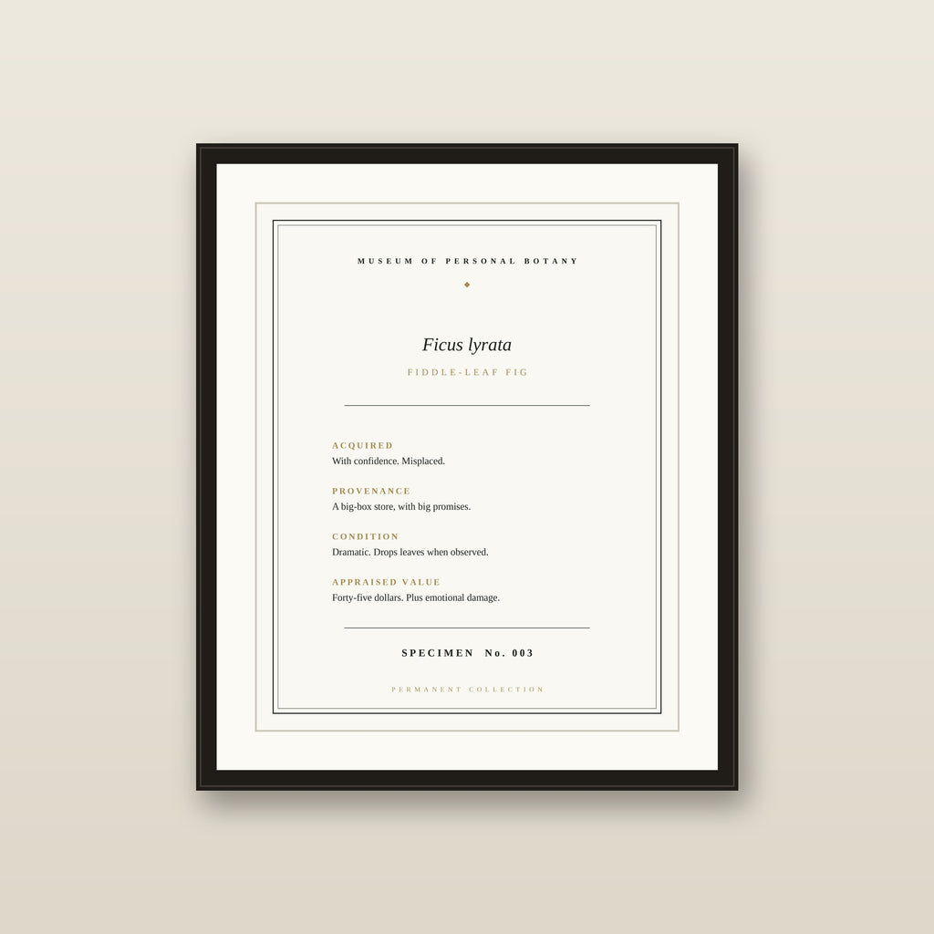 The Museum Placard — Fiddle-Leaf Fig