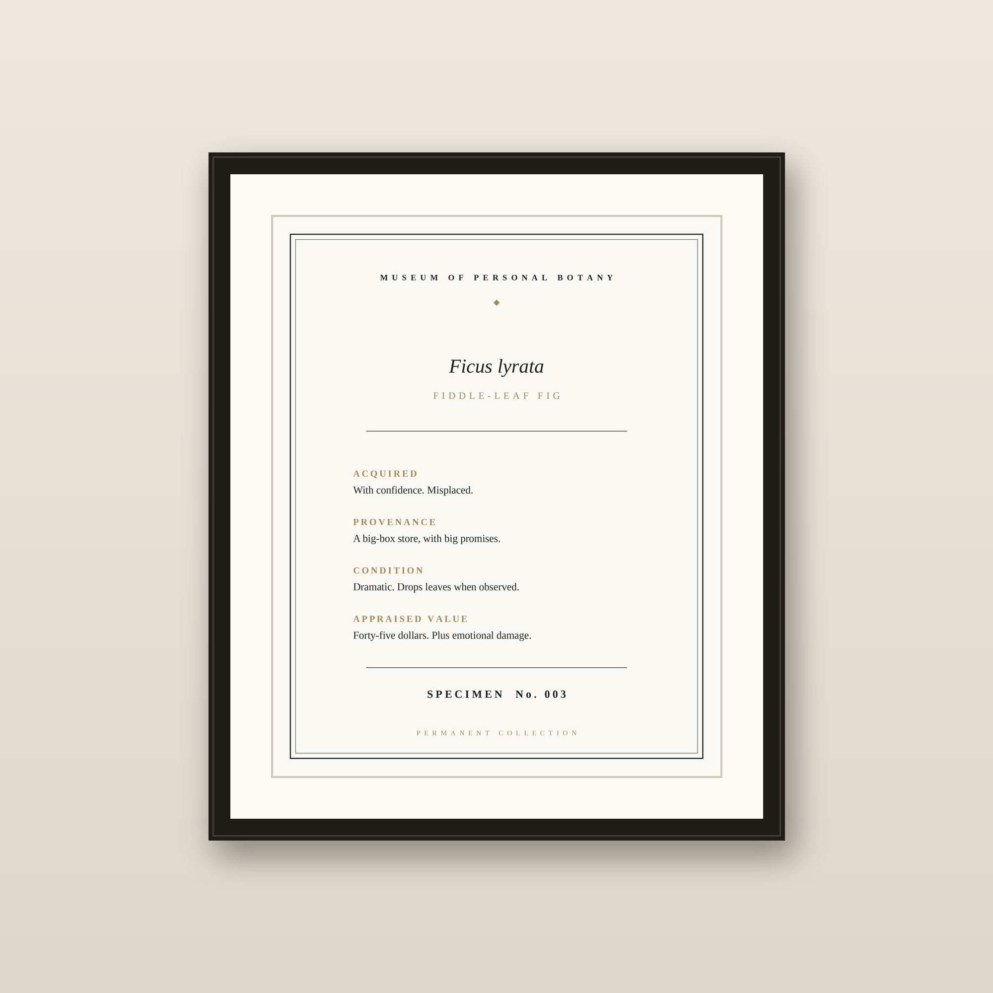 The Museum Placard — Fiddle-Leaf Fig