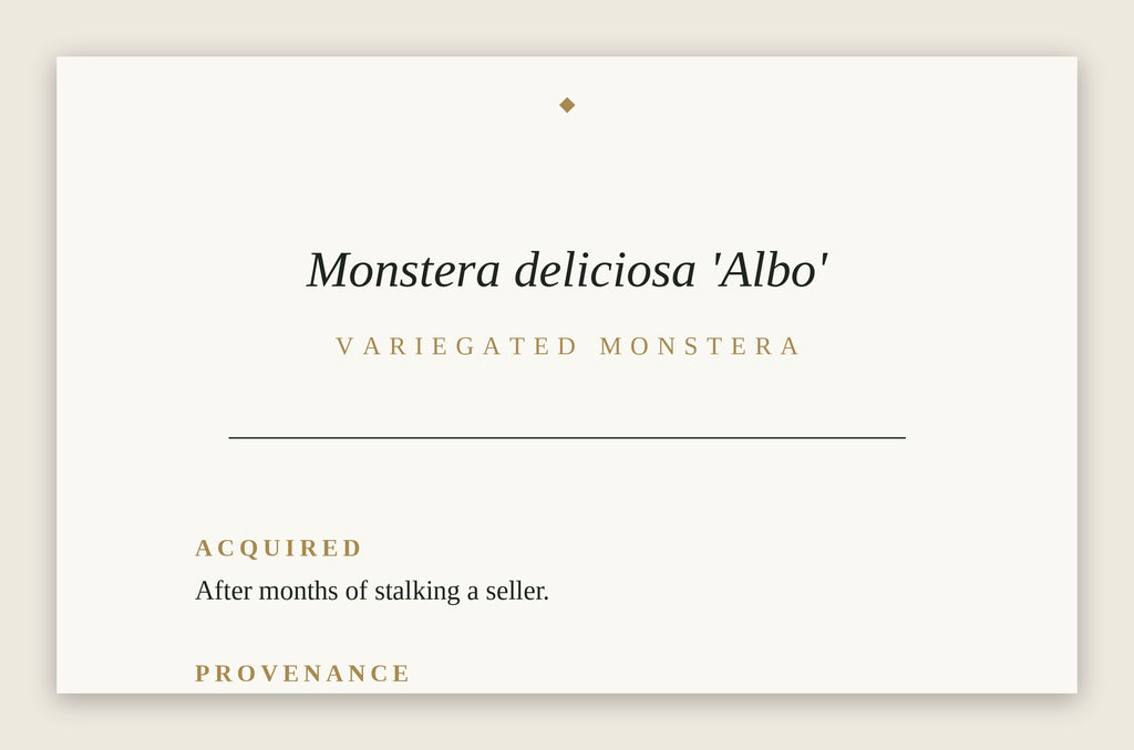 The Museum Placard — Variegated Monstera 'Albo'