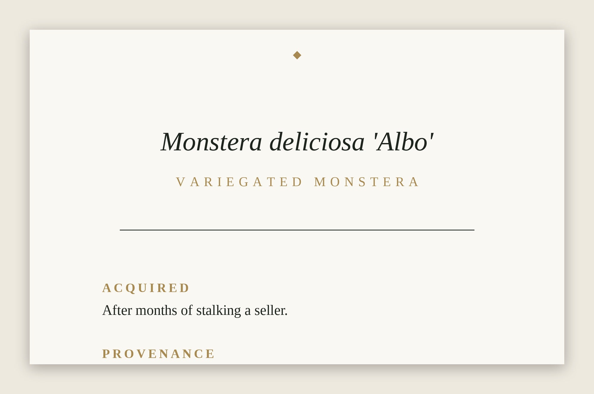 The Museum Placard — Variegated Monstera 'Albo'