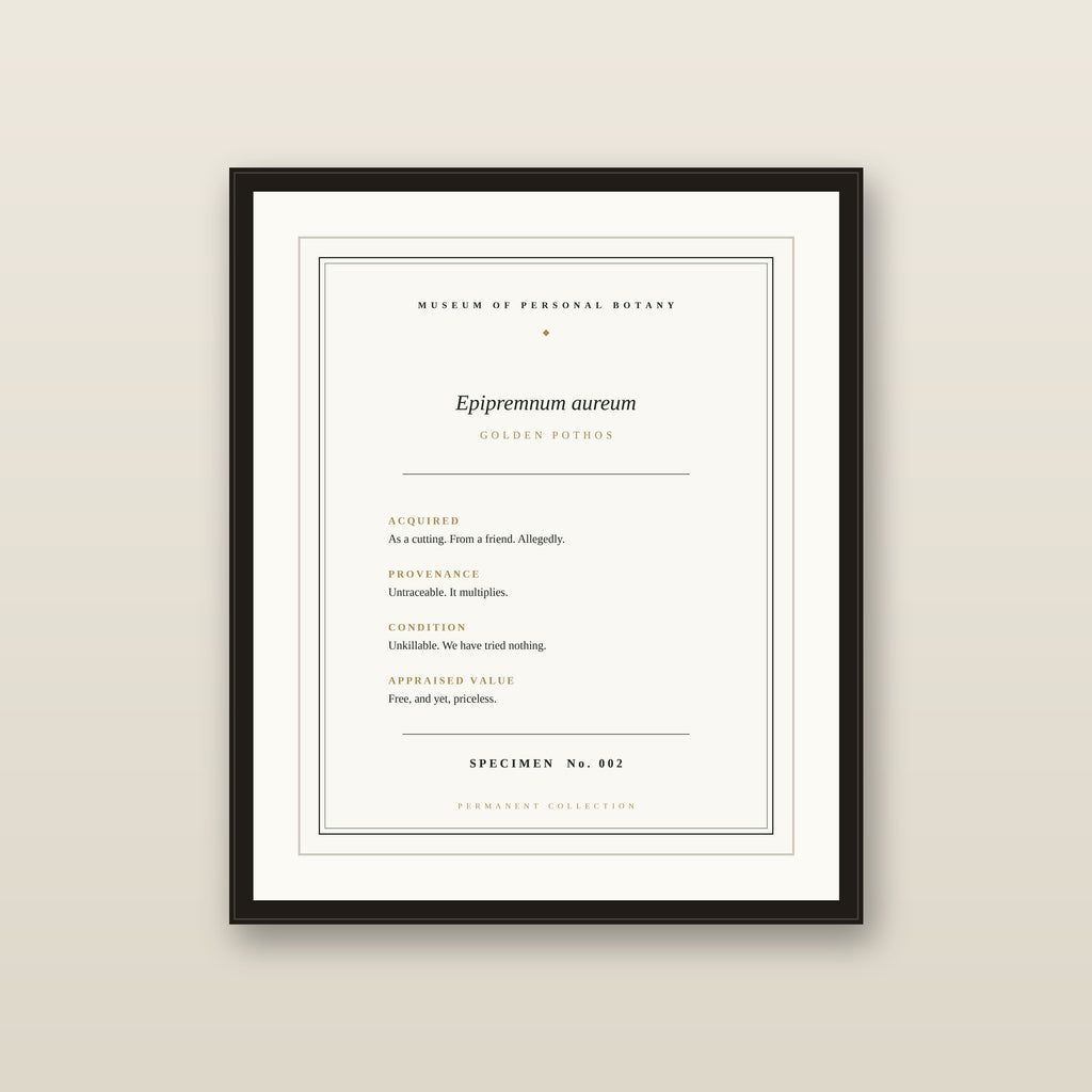 The Museum Placard — Golden Pothos
